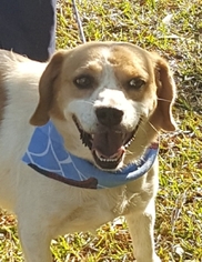 Medium Photo #1 Beagle-Unknown Mix Puppy For Sale in Decatur, GA, USA