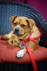 Puggle Dogs for adoption in Whitehouse Station, NJ, USA