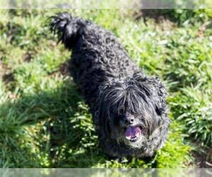 Lhasa-Poo Dogs for adoption in Placerville, CA, USA