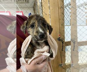 Collie-Unknown Mix Dogs for adoption in Calgary, Alberta, Canada