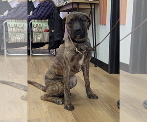 Boxer-Unknown Mix Dogs for adoption in Hinckley, IL, USA