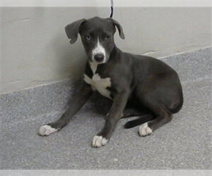 American Pit Bull Terrier-Unknown Mix Dogs for adoption in Pasadena, TX, USA