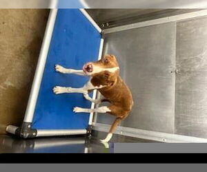 Pharaoh Hound Dogs for adoption in Norco, CA, USA