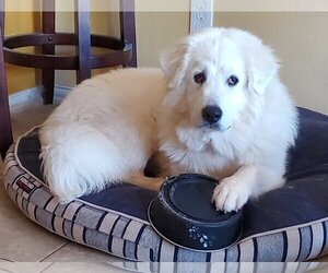 Great Pyrenees-Unknown Mix Dogs for adoption in Katy, TX, USA
