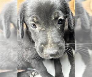 Labrador Retriever-Unknown Mix Dogs for adoption in Houston, TX, USA