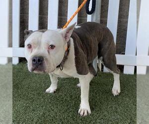 American Staffordshire Terrier-Unknown Mix Dogs for adoption in Modesto, CA, USA