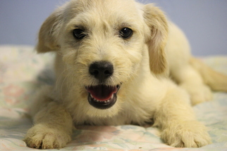 Labradoodle Dogs for adoption in Phoenix , AZ, USA