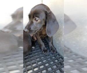 Treeing Walker Coonhound Dogs for adoption in Gainesville, FL, USA