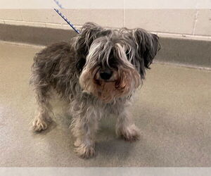 - Mix Dogs for adoption in Rancho Cucamonga, CA, USA