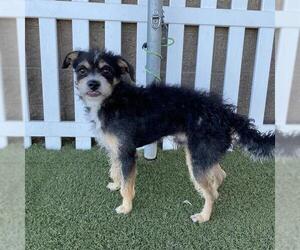 Border Terrier-Unknown Mix Dogs for adoption in Modesto, CA, USA