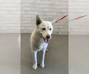 Samoyed-Unknown Mix Dogs for adoption in San Bernardino, CA, USA