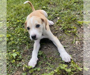 Mutt Dogs for adoption in GILBERTS, IL, USA