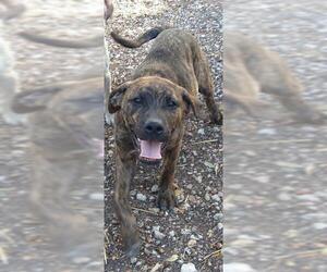 American Staffordshire Terrier-Unknown Mix Dogs for adoption in San Antonio, TX, USA