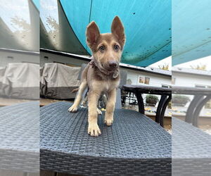 German Shepherd Dog-Unknown Mix Dogs for adoption in West Sacramento, CA, USA