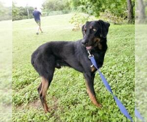 Black and Tan Coonhound Dogs for adoption in Austin, TX, USA