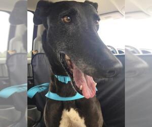 Greyhound Dogs for adoption in Kansas City, MO, USA