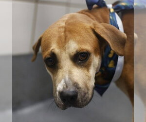 American Staffordshire Terrier-Unknown Mix Dogs for adoption in San Antonio, TX, USA