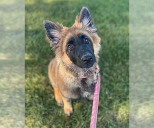 German Shepherd Dog Dogs for adoption in GILBERTS, IL, USA