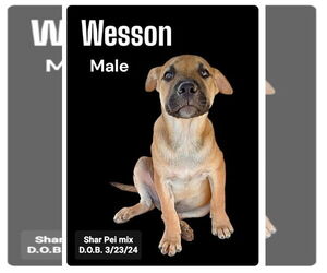 Chinese Shar-Pei-Unknown Mix Dogs for adoption in Golden Valley, AZ, USA