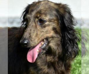 Dachshund Dogs for adoption in Lewisburg, TN, USA