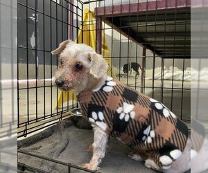 Poodle (Toy) Dogs for adoption in Redlands, CA, USA