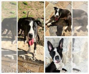 Labrador Retriever-Unknown Mix Dogs for adoption in San Antonio, TX, USA