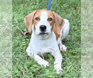 Mutt Dogs for adoption in Wetumpka, AL, USA