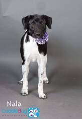 Jack-A-Bee Dogs for adoption in Irving, TX, USA