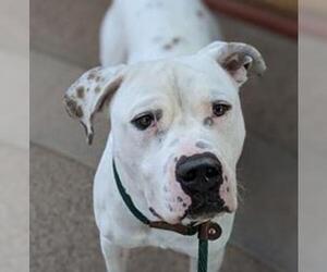 Mastador Dogs for adoption in Chandler, AZ, USA