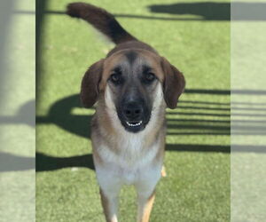 Anatolian Shepherd-Unknown Mix Dogs for adoption in Godfrey, IL, USA