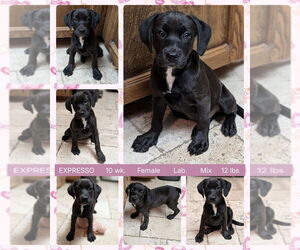 Labrador Retriever-Unknown Mix Dogs for adoption in Mesa, AZ, USA