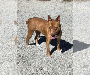 American Staffordshire Terrier-Dachshund Mix Dogs for adoption in Stover, MO, USA