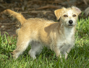 Dachshund-Norfolk Terrier Mix Dogs for adoption in Santa Fe, TX, USA