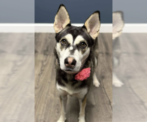 - Mix Dogs for adoption in Kankakee, IL, USA