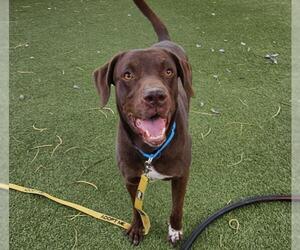 Pointer-Unknown Mix Dogs for adoption in Las Vegas, NV, USA
