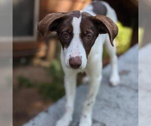 Pointer Dogs for adoption in Aurora, CO, USA