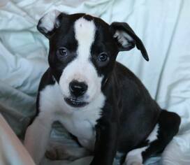 Boxador Dogs for adoption in Clarkston, MI, USA