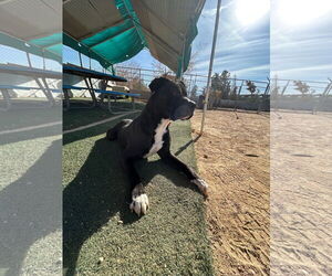Mastiff-Unknown Mix Dogs for adoption in Apple Valley, CA, USA