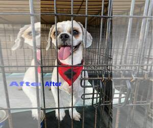 Shih Tzu-Unknown Mix Dogs for adoption in Morganville, NJ, USA