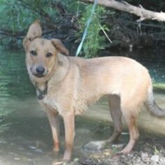 Collie-German Shepherd Dog Mix Dogs for adoption in Paso Robles, CA, USA