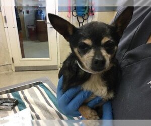 Chihuahua Dogs for adoption in Riverside, CA, USA