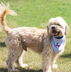 Medium Photo #1 Havanese Puppy For Sale in Carrollton, TX, USA