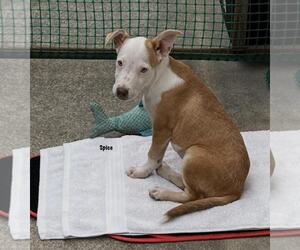 American Pit Bull Terrier-Border Collie Mix Dogs for adoption in Incline Village, NV, USA