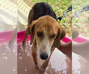 Mutt Dogs for adoption in Rustburg, VA, USA
