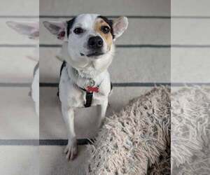 Rat-Cha Dogs for adoption in Atlanta, GA, USA