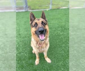 German Shepherd Dog Dogs for adoption in Naples, FL, USA