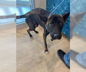 German Shepherd Dog Dogs for adoption in Pearland, TX, USA