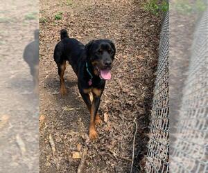 Rottweiler-Unknown Mix Dogs for adoption in Blairsville, GA, USA