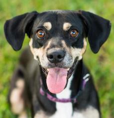 Basschshund Dogs for adoption in Bauxite, AR, USA