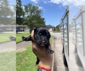 German Shepherd Dog-Unknown Mix Dogs for adoption in Houston, TX, USA